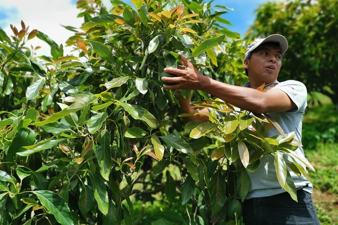 Avocado Farm Tour – Antigua Guatemala