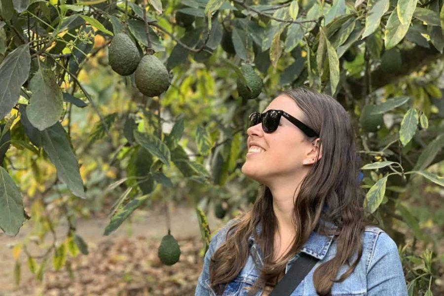 Avocado Farm Tour – Antigua Guatemala