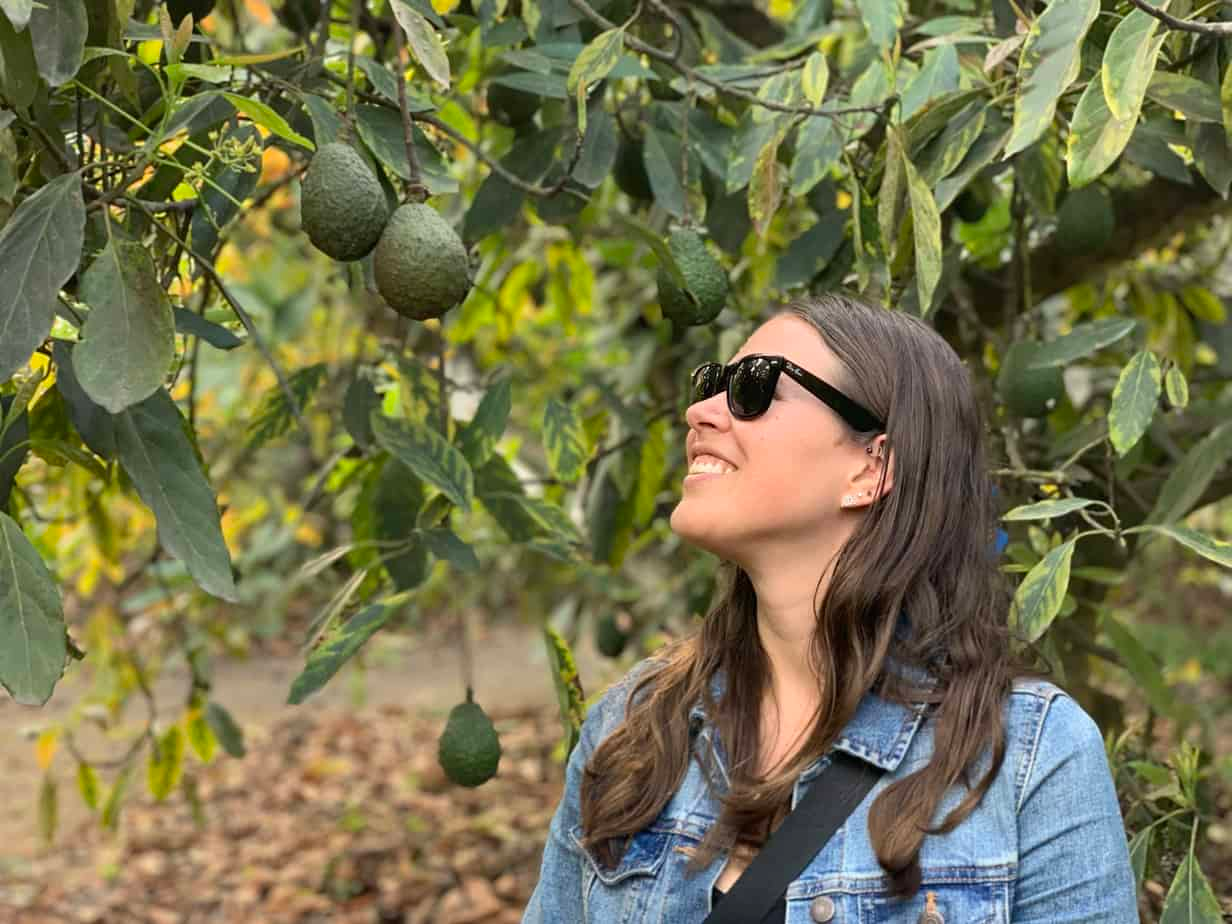 Avocado Farm Tour – Antigua Guatemala