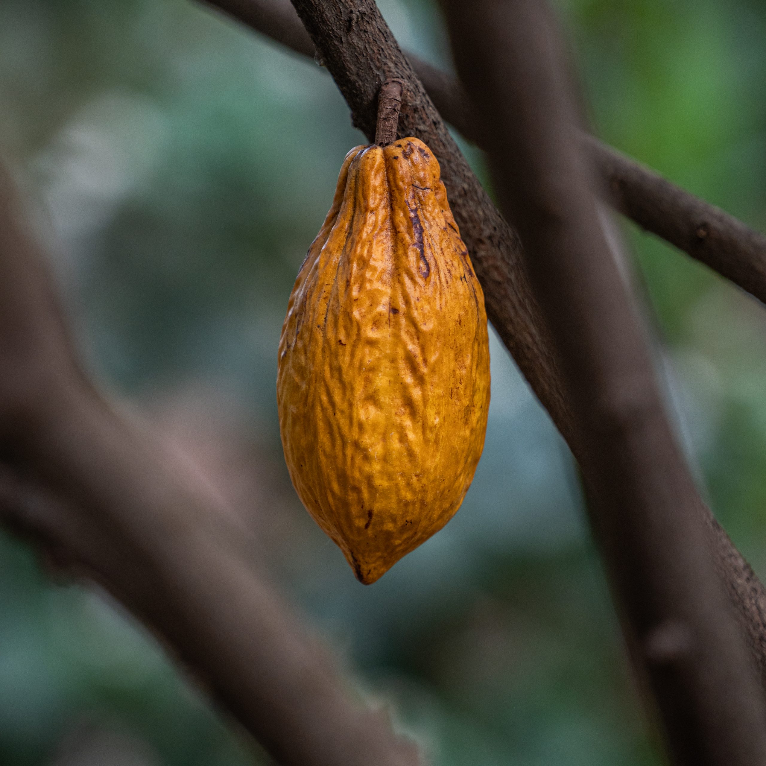 Chocolate Tour San Juan del Obispo